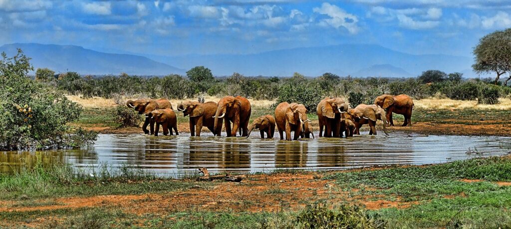 elephants-1065632_1920