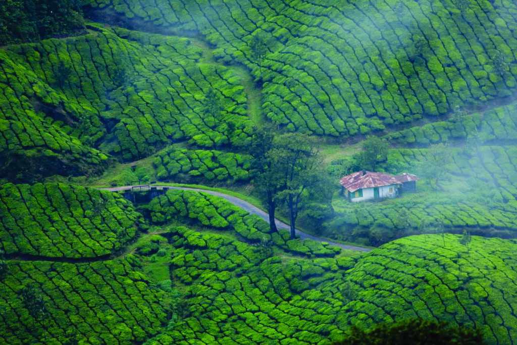 munnar-4769654_1920